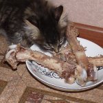 Можно ли кошкам куриные кости