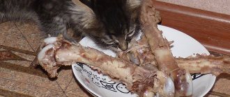 Можно ли кошкам куриные кости