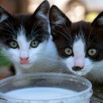 Can cats have milk?