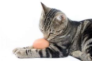 Можно ли котам давать яйца читайте статью