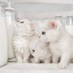 Can a kitten be given milk?