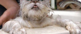 Можно ли мыть кошку хозяйственным мылом