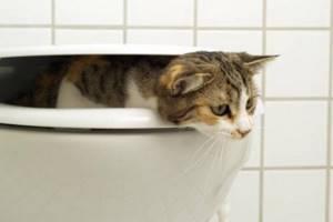Можно ли ставить клизму при запоре у кошки