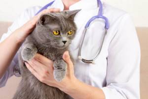 Можно ли стерилизовать кошку во время течки и какие могут быть последствия?