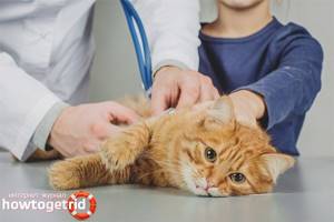 Можно ли стерилизовать кошку во время течки