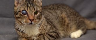 cat's cloudy eye