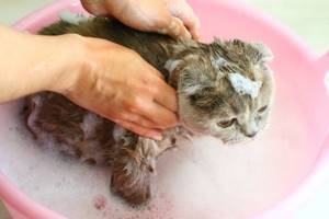 мытье кота