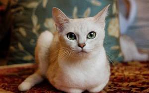 На фото кошка породы Бурмилла короткошёрстная