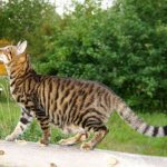На фото кошка породы Тойгер правильного окраса