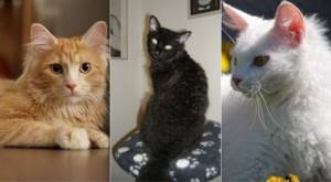 На фото кошки породы Лаперм популярных окрасов