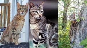 На фото кошки породы Сококе популярных окрасов