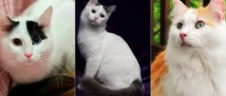 На фото кошки породы Турецкий ван популярных окрасов