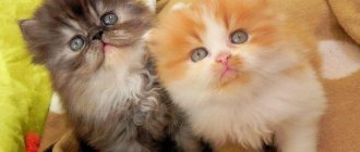 На фото котята Персидской породы