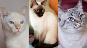 На фото Тайская кошка популярных окрасов