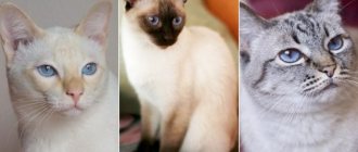 In the photo there is a Thai cat of popular colors