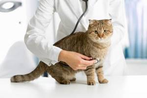 На основании анализов можно выяснить, каких витаминов не хватает кошке