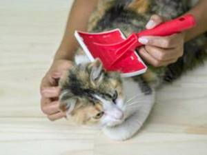 народные средства лечения блох у кошки