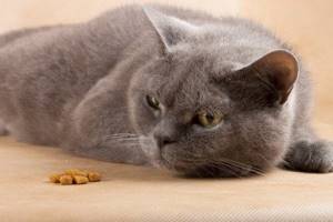Некачественный корм - один из факторов, который может спровоцировать развитие дисплазии у вашей кошки