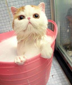 Некоторые экзотические коты просто обожают купаться.