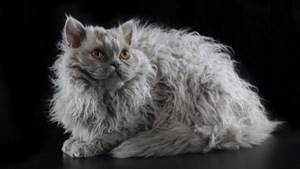 Нелиняющие породы кошек - реальность или миф?