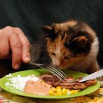 неправильное питание кота