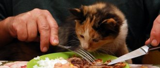 improper cat nutrition