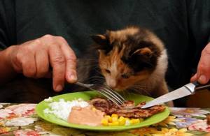 неправильное питание кота
