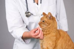 Непроходимость желудка у кота лечение