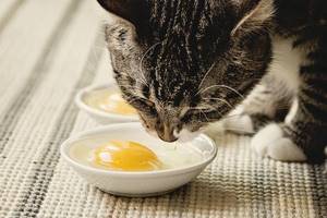 Нередко кошки сами чувствуют нехватку конкретного витамина и тянутся к определённым продуктам