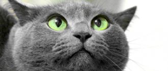 Неврозы у кошек: в чем причины