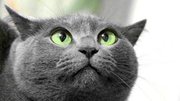 Неврозы у кошек: в чем причины