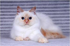 Невская маскарадная кошка окраса ред-пойнт