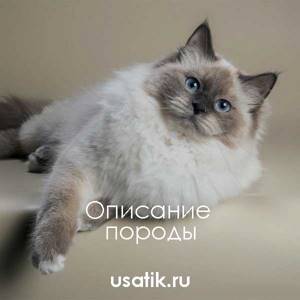 Невская маскарадная кошка - описание породы