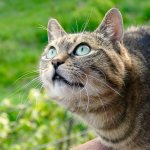 Нормальное слюноотделение у кошек