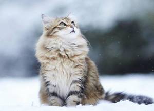 Норвежская лесная кошка на снегу