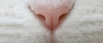 cat nose