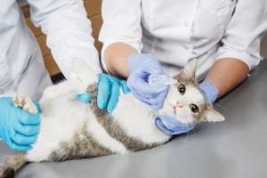 Обработка антисептиком при заболевание глаз у кошки