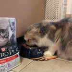 Pro Plan cat food review