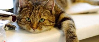 Review of Royal Canin food for sterilized cats