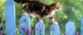 очень сильно линяет британский кот что делать