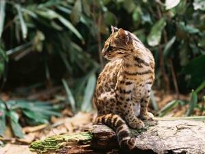 Wild cat oncilla: description of appearance and character, habitat and ...