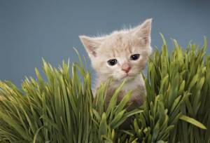 опасная трава для кошек