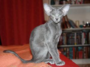 Ориентальная кошка голубого окраса