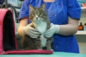 Осложнения у котов после кастрации виды симптомы лечение