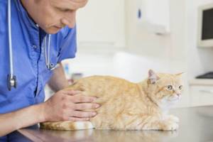 Осложнения у котов после кастрации виды симптомы лечение
