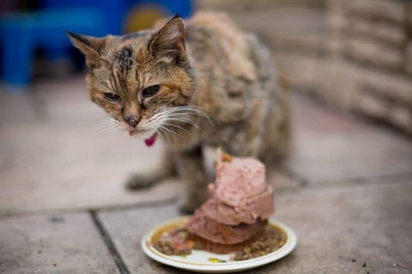 Особенности питания старой кошки