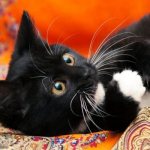 Особенности расцветки черно-белых котов