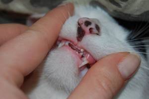 Остеомиелит зубов у кошки