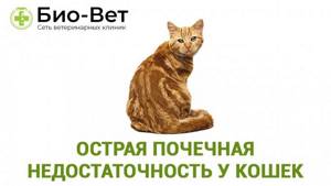 Острая почечная недостаточность у кошек. Ветеринарная клиника Био-Вет.