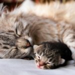 От чего у кошки могут случиться преждевременные роды